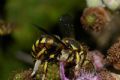 Anthidium manicatum (cfr.)